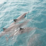 FERNANDO DE NORONHA spinner dolphins