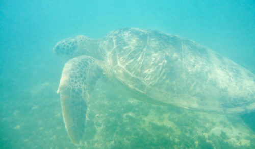 Praia do Sueste turtles