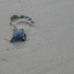 FERNANDO DE NORONHA baby sea turtles