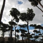 Villa Borghese Gardens pine trees