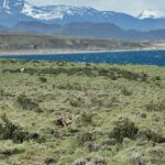 Tierra Patagonia wildlife view