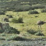 Tierra Patagonia rheas