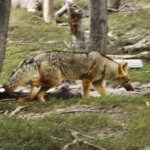 Tierra Patagonia fox