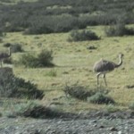 Torres del Paine National Park rhea