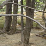 Torres del Paine National Park fox sleeping
