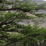 Torres del Paine National Park Lenga trees detail
