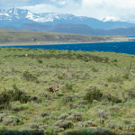 Torres del Paine National Park wild rhea
