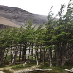 Torres del Paine National Park Lenga trees