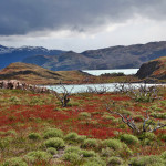 Torres del Paine National Park bushes
