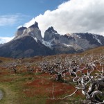 Torres del Paine National Park forest fire damage