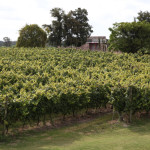Narbona Wine Lodge vineyard