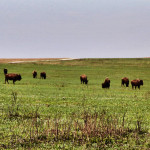 Tallgrass Prairie National Preserve buffalo