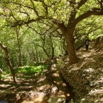 Hiking in the High Atlas olive trees