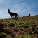 Hiking in the High Atlas wild donkeys