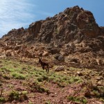 Hiking in the High Atlas donkey mountain