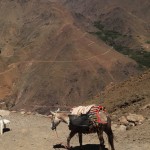 Hiking in the High Atlas Tamatert donkey on trail