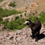Trek in High Atlas goat