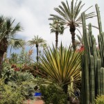 Jardin Majorelle cactus