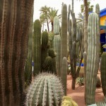 Jardin Majorelle cactus