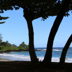 Hamoa Beach trees