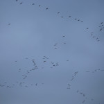 Sandhill cranes on the Platte River flocks