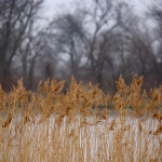 Sandhill cranes on the Platte River reeds