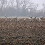 Sandhill cranes on the Platte River feeding closeup