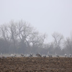 Sandhill cranes on the Platte River feeding in fields