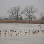 Sandhill cranes on the Platte River blinds view