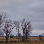 Sandhill cranes on the Platte River sunset landing