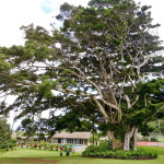 Travaasa Hana huge tree