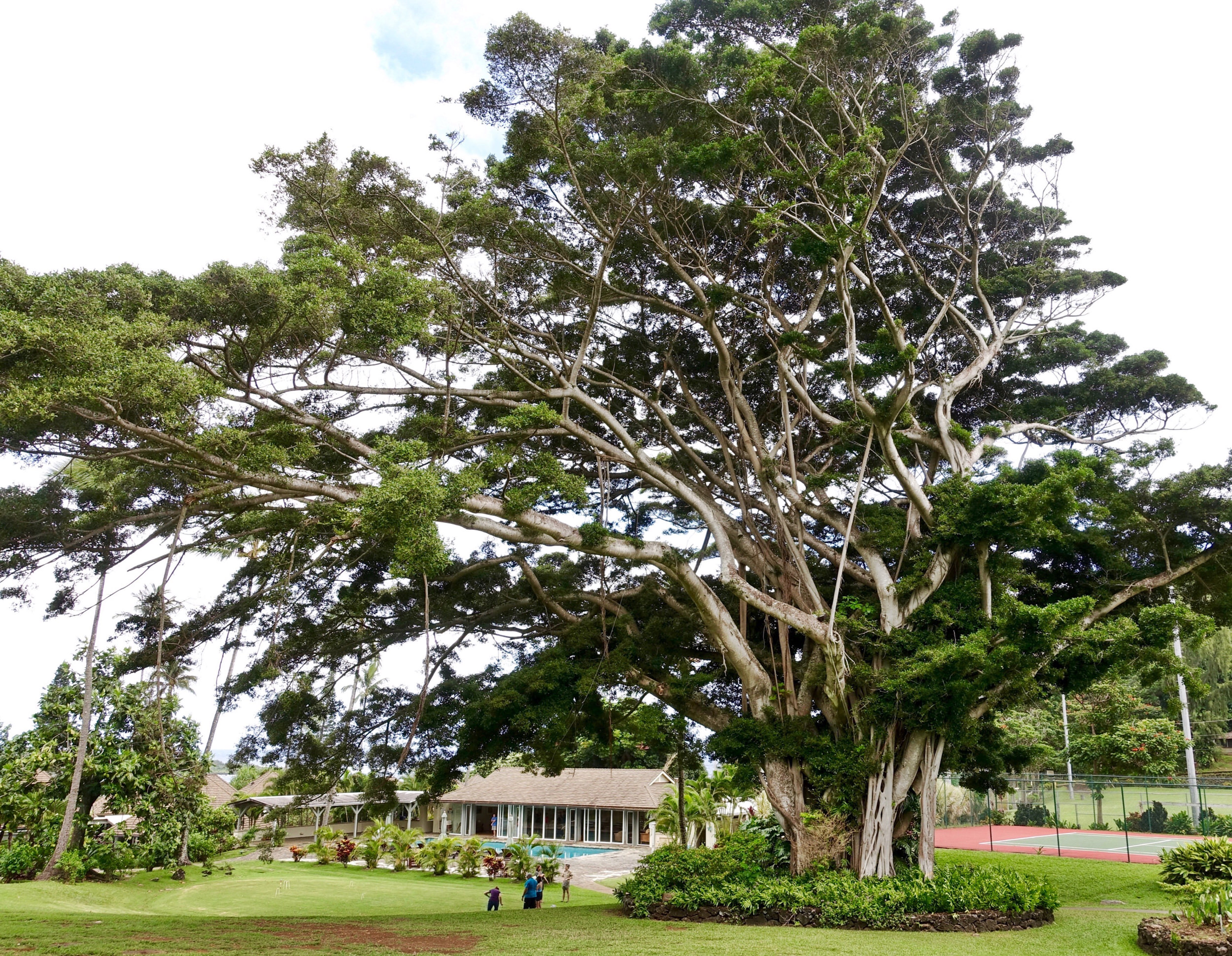 Travaasa Hana huge tree