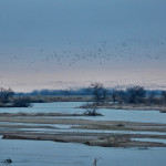 Sandhill cranes on the Platte River landing