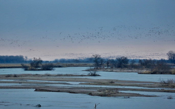 Sandhill cranes on the Platte River landing