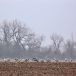 sandhill cranes feeding