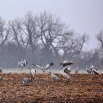 Sandhill cranes on the Platte River feeding frenzy