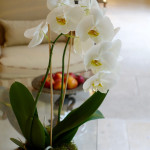 Les Pres d'Eugenie orchids