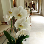 Les Pres d'Eugenie orchids detail