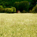 Saint-Leon-Sur-Vézère field