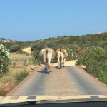 Domaine de Murtoli cows on bridge