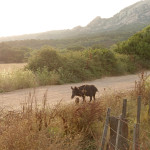 Domaine de Murtoli wild boars