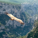Gorge du Verdon vulture