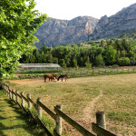 Bastide de Moustiers field horses