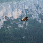Gorge du Verdon vulture canyon