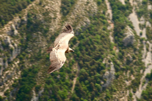 Gorge du Verdon Griffon vulture close