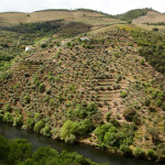 Quinta do Panascal vineyard views