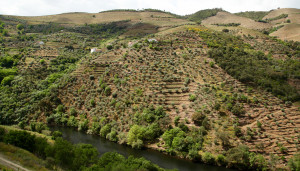 Quinta do Panascal vineyard views