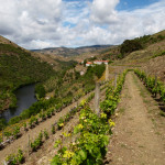 Quinta do Panascal vineyards