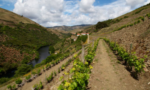 Quinta do Panascal vineyards