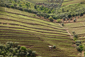 Douro Valley vineyards from river